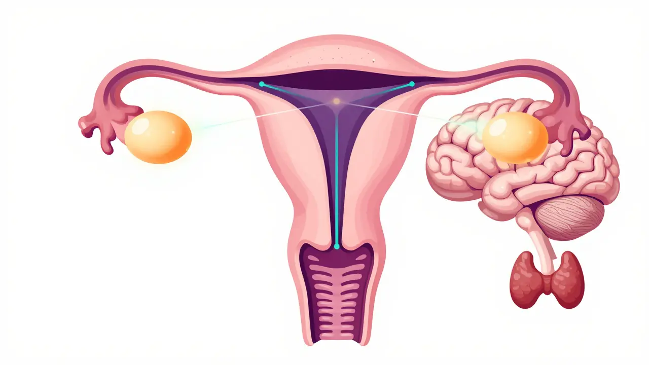 Ilustrace ženského reprodukčního systému a hormonální rovnováhy